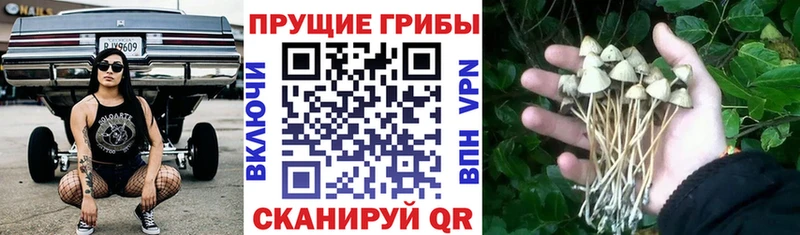 Псилоцибиновые грибы MAGIC MUSHROOMS  Тверь 